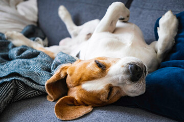 Funny Beagle dog tired sleeps on a couch on his back - Powered by Adobe