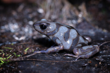 Dendrobates auratus 'Peña Blanca closeup from side view, Auratus pena blanca closeup