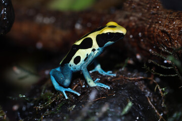 Poison dart frog dendrobates tinctorius patricia closeup, dendrobates tinctorius patricia closeup