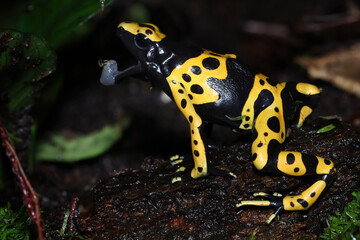 Dendrobates leucomelas dart frog side view catching fruit fly, Dart Frog from side view