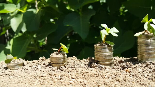 Growing Money-A Plant On Coins - The Concept Of Finance And Investment. Plants, reduction From Stacks Of Coins. Banking, the concept of saving money or increasing interest, business growth. Trees on a