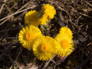 blooming coltsfoot in spring day