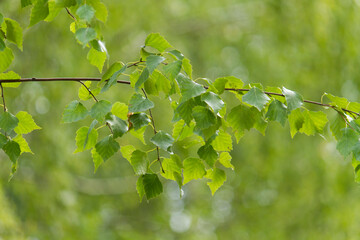 Birch branch with leaves on sunny summer day. Birch tree and leaves. Birch leaves on a branch 