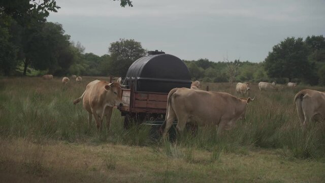 Limousin cows in Bretagne, France. A group of brown cows Aubrac graze in a meadow in the northern france region of Brittany. French landscape with brown cows. Breton Cows grazing on the field.