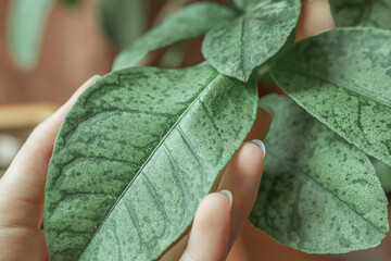 Spider mite on lemon