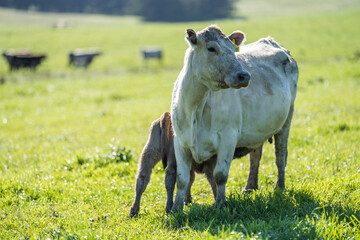 Close up of beef cows and calfs grazing on grass in Australia, on a farming ranch. Cattle eating...