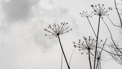 Black silhouette of an inflorescence of a giant hogweed dried in autumn against a background of dark clouds on a cloudy sky. Nature concept. Space for text.