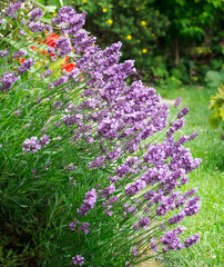 Blooming lavender (lavandula) against the wall of the house.