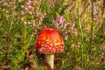 Amanita muscaria, fly agaric, fly amanita, mushroom, poisonous mushroom, mushroom in the forest