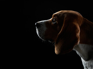 portrait on a dark background. Funny Beagle on black 