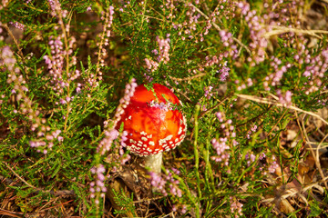 Amanita muscaria, fly agaric, fly amanita, mushroom, poisonous mushroom, mushroom in the forest