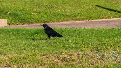 Rook bird on green field. Crow in fresh green grass looking for food. Citylife concept.