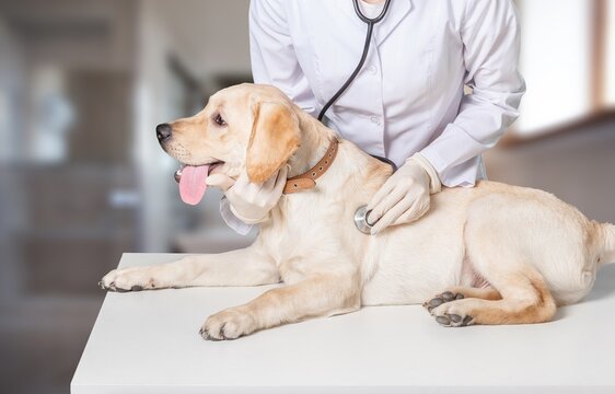 Young veterinarian checking up the dog on table in a veterinary clinic.
