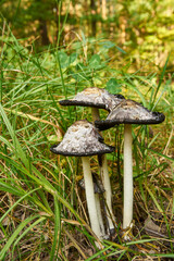 Coprinus comatus, shaggy ink cap, lawyer's wig, shaggy mane,mushroom, edible mushroom, food, mushroom in the forest
