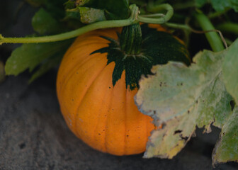pumpkin