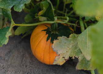 pumpkin with leaves