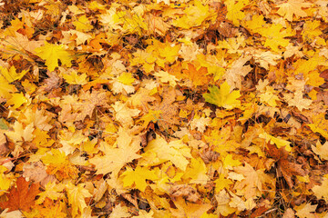 Texture of fallen golden yellow foliage in a public park on an autumn day. Autumn natural background. pattern of yellow autumn foliage 