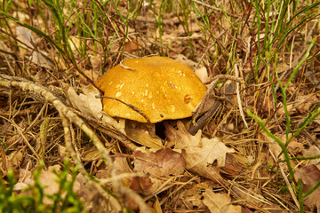 Suillus viscidus, larch bolete,mushroom, edible mushroom, food, mushroom in the forest,
