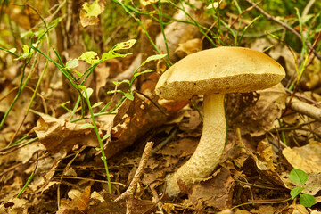 Boletus, mushroom, edible mushroom, food, mushroom in the forest