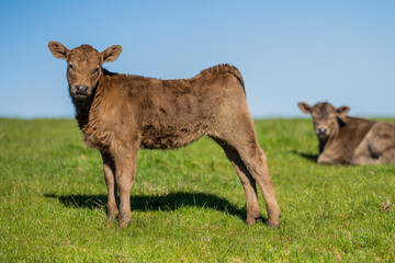 Close up of beef cows and calfs grazing on grass in Australia, on a farming ranch. Cattle eating...