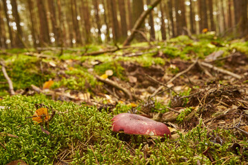 Russula mairei, russule, mushroom, poisonous mushroom, mushroom in the forest