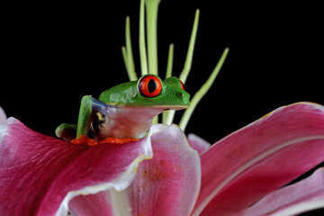 Red-eyed tree frog on Lily flower with black background, Red-eyed tree frog (Agalychnis callidryas) closeup