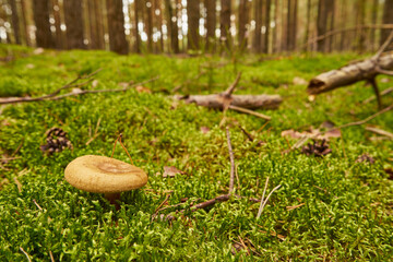 Lactarius deliciosus, saffron milk cap, red pine mushroom, mushroom, edible mushroom, food, mushroom in the forest