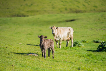 Close up of beef cows and calfs grazing on grass in Australia, on a farming ranch. Cattle eating...