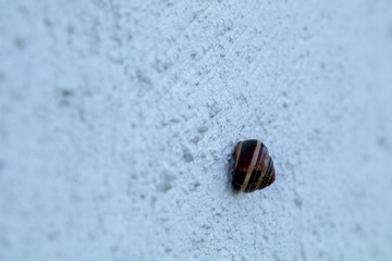 벽에붙어있는 달팽이, snail on the wall, 壁に付いているカタツムリ,  蜗牛 © Random Hamster