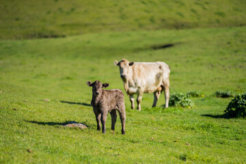 Close up of beef cows and calfs grazing on grass in Australia, on a farming ranch. Cattle eating...
