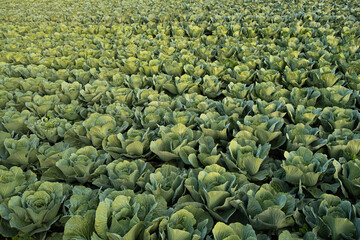 Fototapeta na wymiar Fresh cabbage from farm field. View of green cabbages plants. Organic farming.