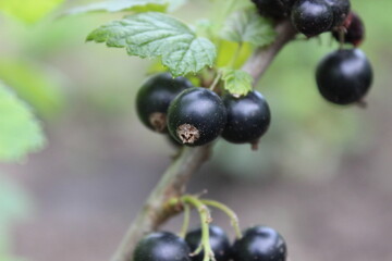 Black currant