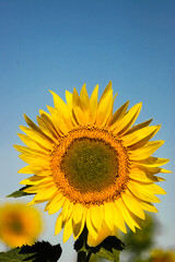 Naklejka premium Yellow sunflower in a green field and blue sky.