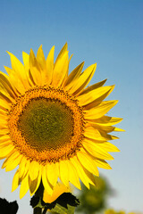 Obraz premium Yellow sunflower in a green field and blue sky.