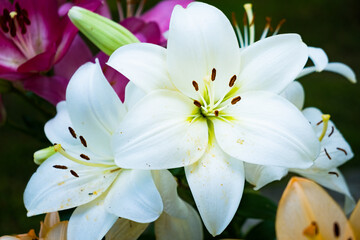 Lily flower in the garden. Shallow depth of field. Floral theme