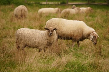 Fototapeta premium sheep in the field