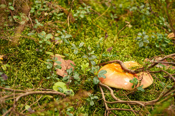 Amanita muscaria, fly agaric, fly amanita, mushroom, poisonous mushroom, mushroom in the forest