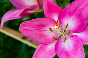 Fototapeta na wymiar Lily flower in the garden. Shallow depth of field. Floral theme