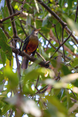 The Rufous-bellied Thrush also know as 