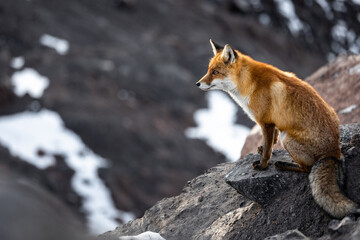 The fox sits on the rocks  - Powered by Adobe
