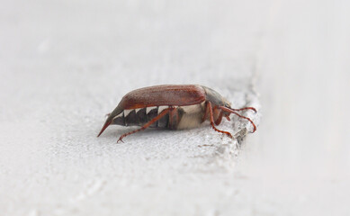 May beetle, side view.
