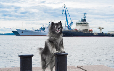 Keeshond stands on its hind legs, leaning its forepaws on the bollard against the background of...