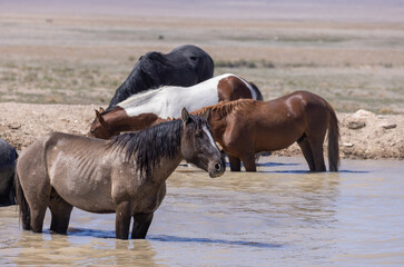 Wild Horses at a Desert Waterhole in Utah