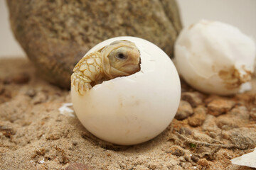 Africa spurred tortoise being born, Tortoise Hatching from Egg, Cute portrait of baby tortoise hatching, Birth of new life,Natural Habitat
