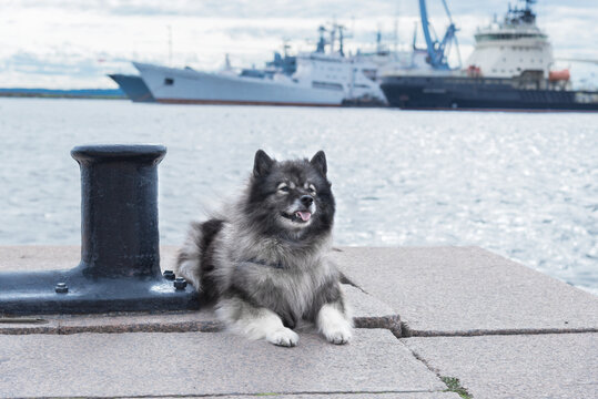 Keeshond lies on the pier near the bollards against the background of ships standing in the roadstead