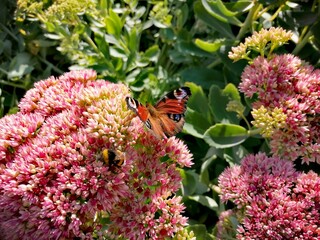 butterfly on flower