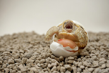 Africa spurred tortoise being born, Tortoise Hatching from Egg, Cute portrait of baby tortoise...