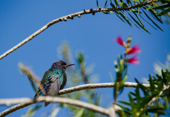 hummingbird on a branch