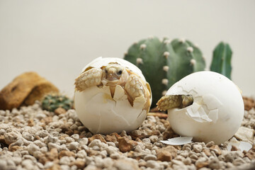 Africa spurred tortoise being born, Tortoise Hatching from Egg, Cute portrait of baby tortoise hatching, Birth of new life,Natural Habitat