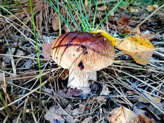 mushrooms in the forest